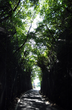緑のトンネル２.jpg